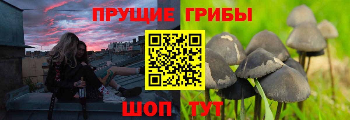 Псилоцибиновые грибы Psilocybine cubensis  Вход с VPN  Полевской 
